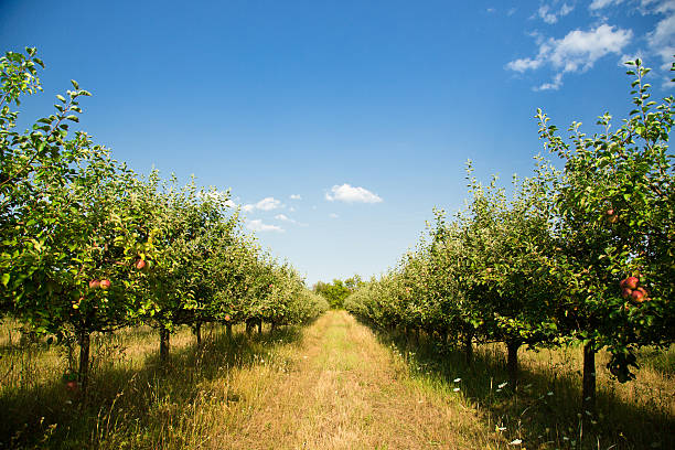 Organic Apple orchard Organic Apple orchard or plantation orchard photos stock pictures, royalty-free photos & images
