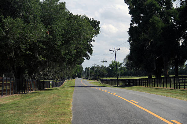 istock An Empty road in florida with trees cloudy sky 500464166