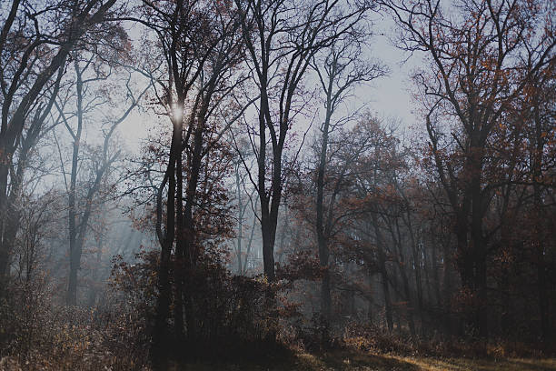 istock Foggy morning in the woods 500464192