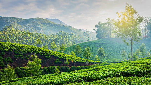istock Green tea plantations in Munnar, Kerala, India 500465864