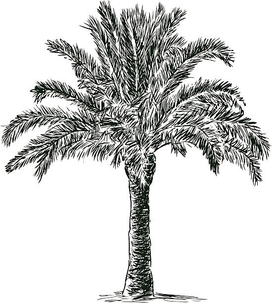 palm tree Vector drawing of a tropical palm tree. date palm tree stock illustrations