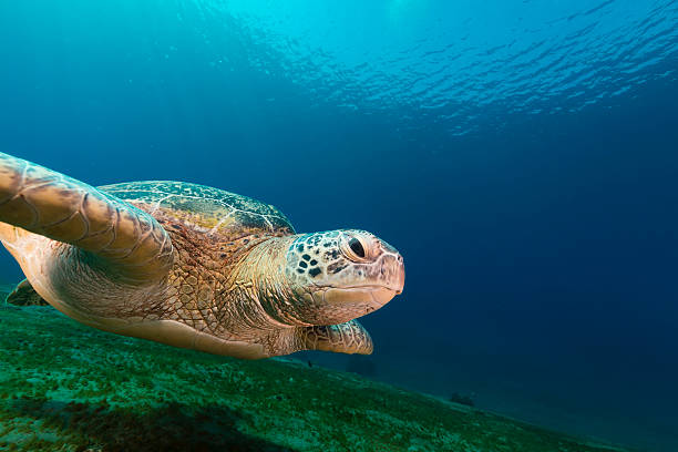 istock Female green turtle in the Red Sea. 500473035
