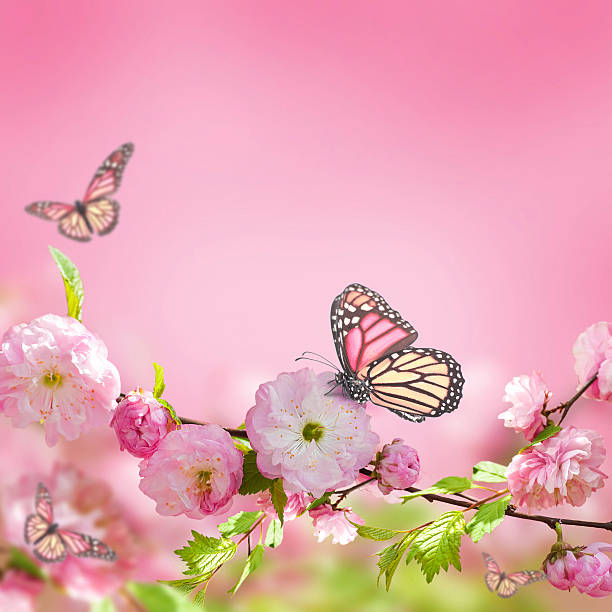istock Pink flower of an Oriental cherry 500473413