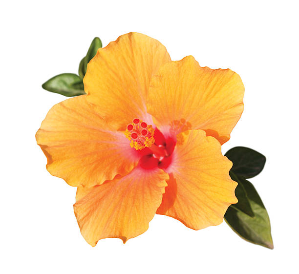 istock orange hibiskus flower under sunlight 500475165