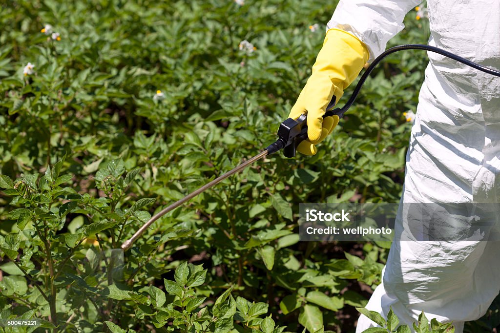 Pesticide spraying Vegetables spraying with pesticides in a garden Agriculture Stock Photo