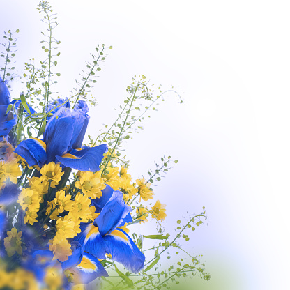 Blue irises with yellow daisies, floral background.