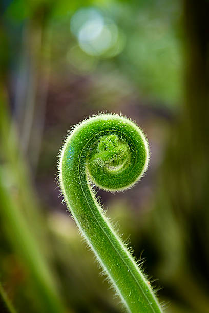 unrolling de raíz de um plano - fern spiral frond green imagens e fotografias de stock
