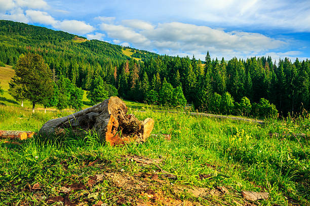 istock log on a hillside near the  forests 500478569