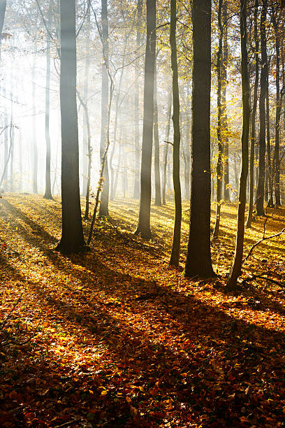 Forest road on a foggy autumn morning - cross processed image