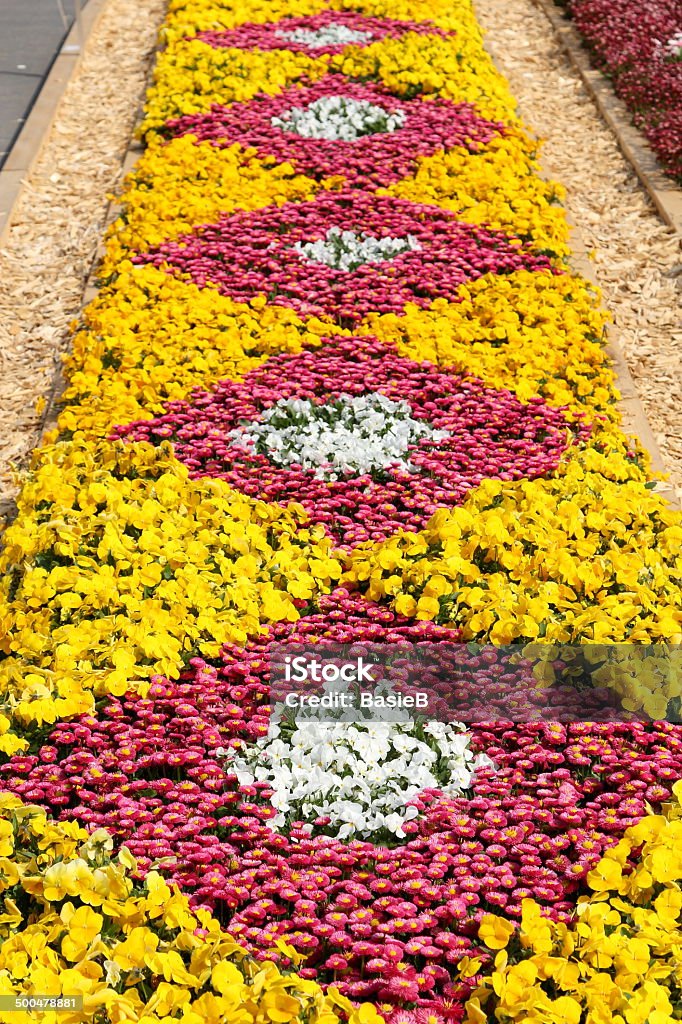 Colorful flowerbed Colorful flowerbed with pansies and bellis perennis. Beauty In Nature Stock Photo