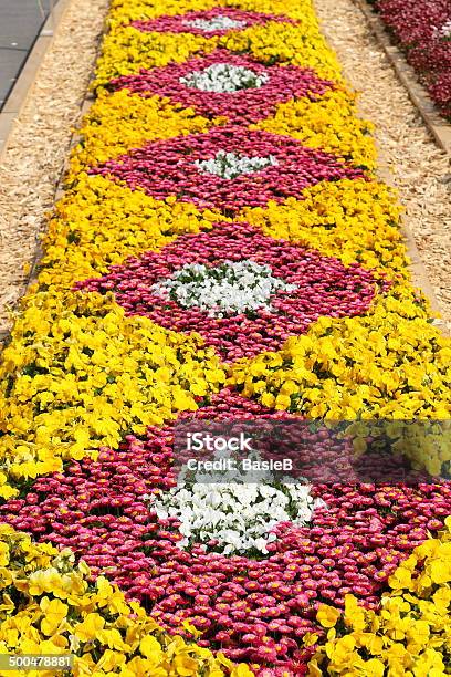 Colorful Flowerbed Stock Photo - Download Image Now - Beauty In Nature, Daisy, Flower