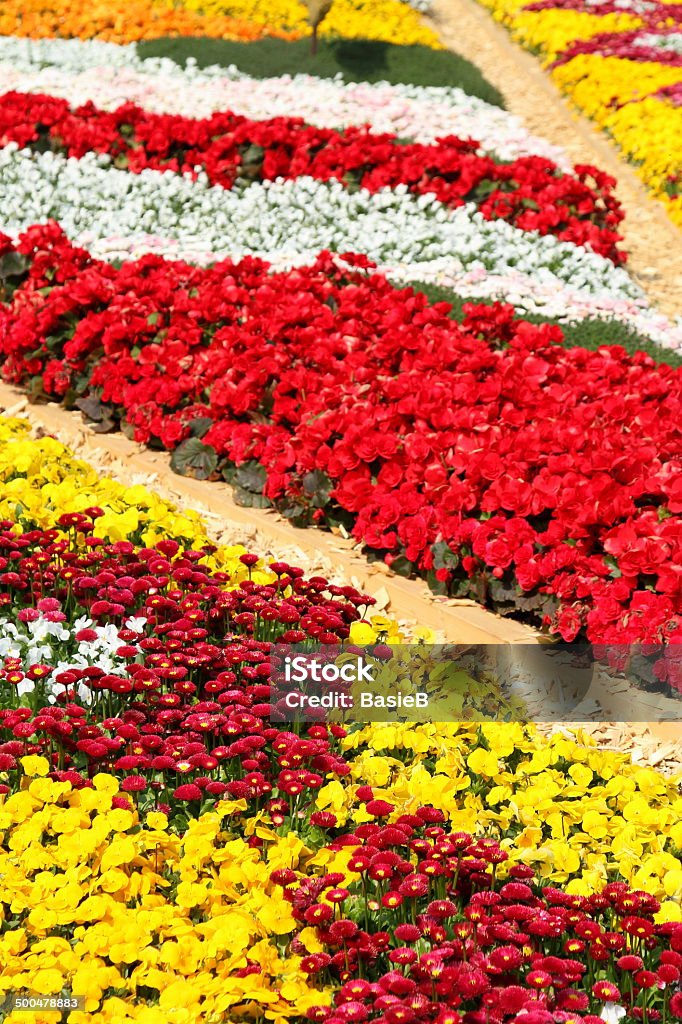 Bunte flowerbed - Lizenzfrei Begonien Stock-Foto