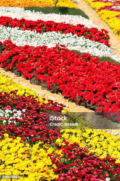 Bunte Flowerbed Stockfoto und mehr Bilder von Begonien - Begonien, Blume, Blumenbeet