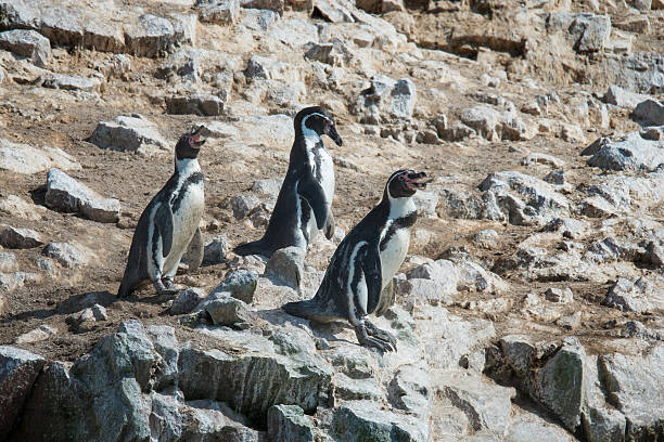 istock Humbold Penguins, Paracas natural reserve, Peru 500479128