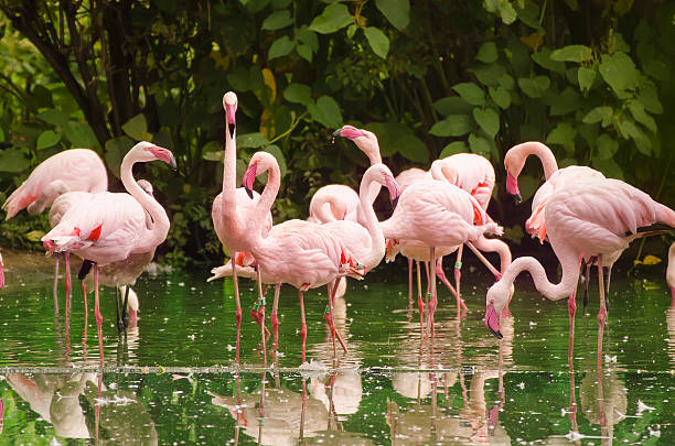 istock Phoenicopterus roseus, pink flamingo 500479474