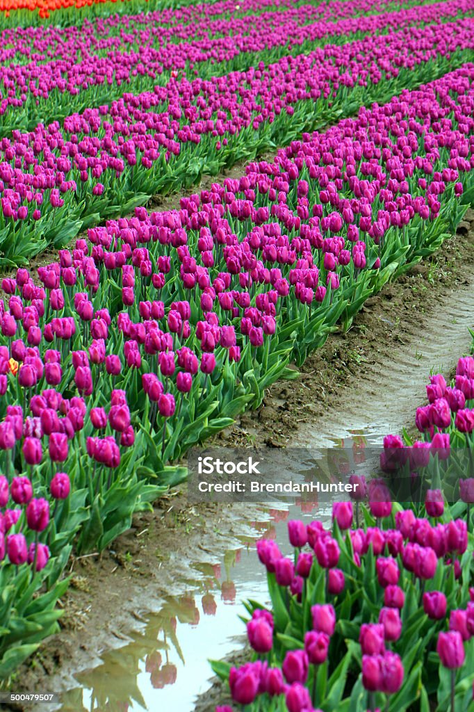 Viola Furrows - Foto stock royalty-free di Agricoltura