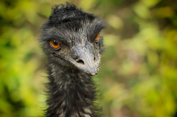 istock Portrait of Emu ostrich 500479592