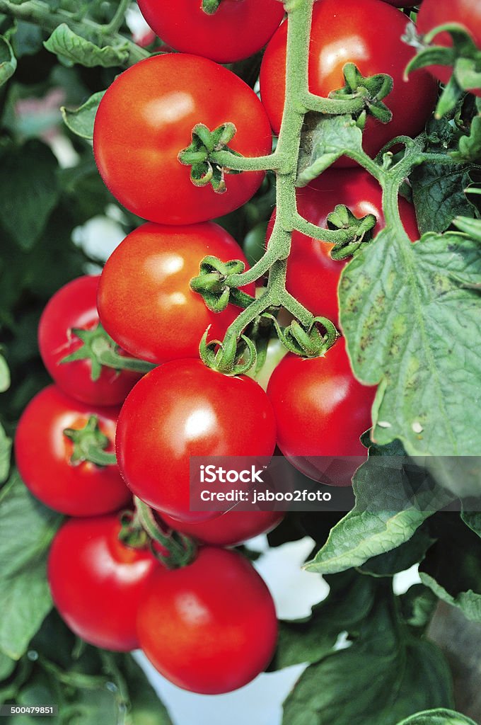 Red tomato Red tomato  plant in greenhouseRed tomato  plant in greenhouse Agriculture Stock Photo