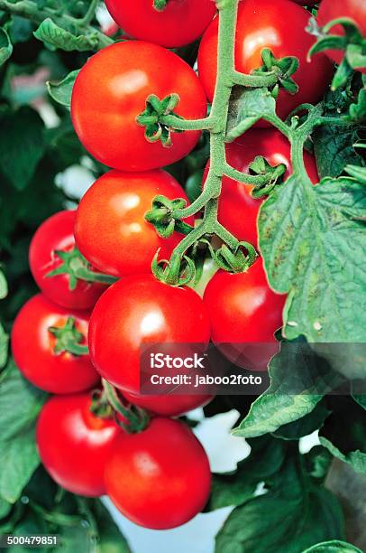 Red Tomato Stock Photo - Download Image Now - Agriculture, Botany, Branch - Plant Part