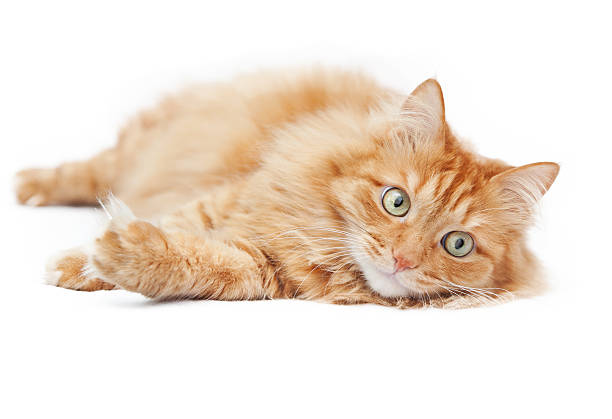 istock fluffy red  cat  isolated on white background 500479925