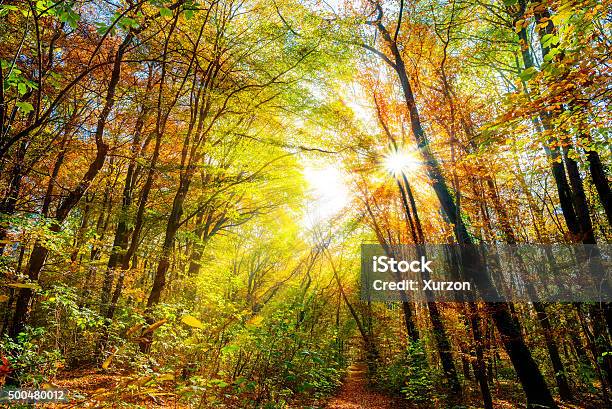 Autumn Forest With Sun Rays Stock Photo - Download Image Now - Autumn, Forest, 2015