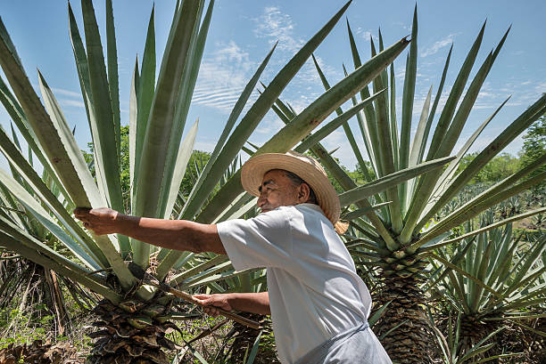 Henequen Cactus Farmer This farmer is an expert on a special Agave plant used still today to obtain fibers to make ropes and woven rugs and carpets agave tequila stock pictures, royalty-free photos & images