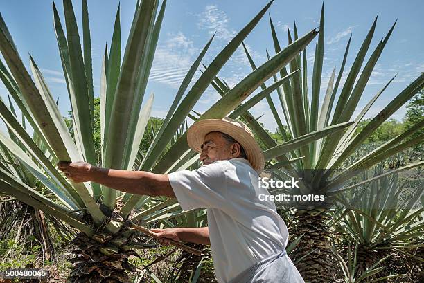 Henequen Cactus Farmer Stock Photo - Download Image Now - Agave Plant, Tequila - Drink, Sisal