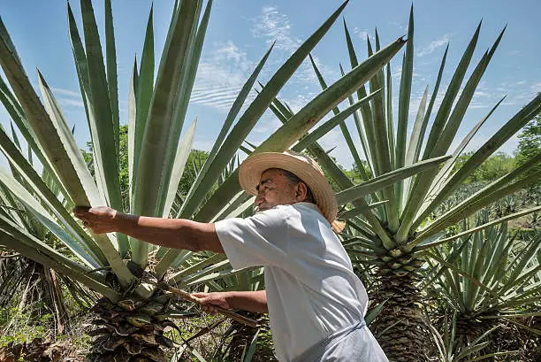 This farmer is an expert on a special Agave plant used still today to obtain fibers to make ropes and woven rugs and carpets