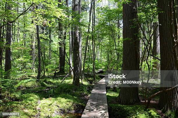 Photo libre de droit de Crooked Chemin À Travers Bois banque d'images et plus d'images libres de droit de Aller de l'avant - Aller de l'avant, Arbre, Aventure