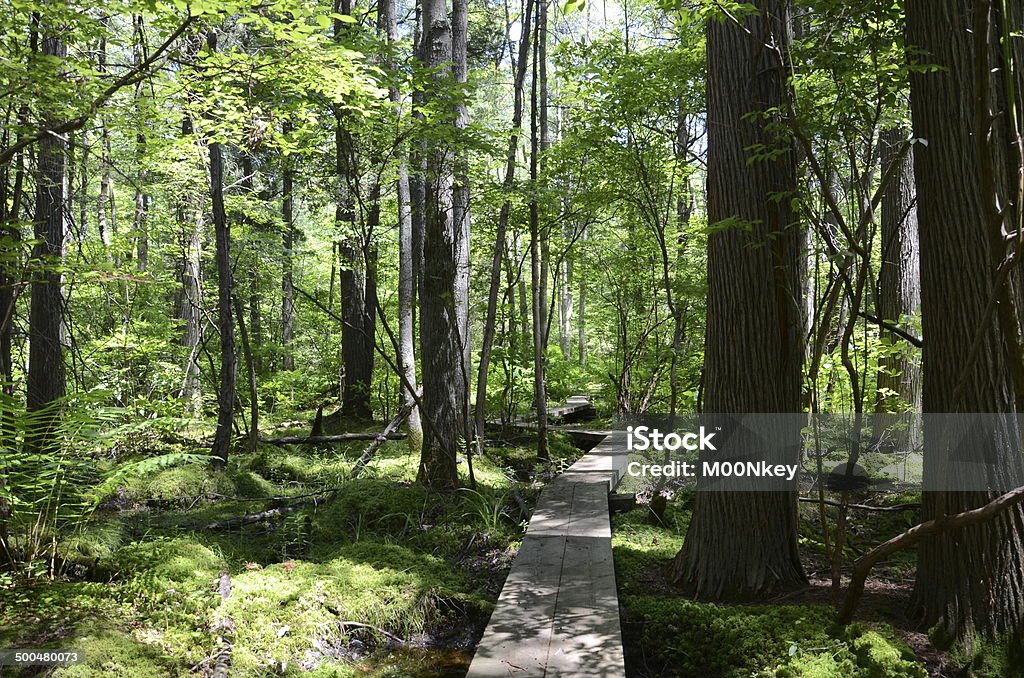 크룩트 경로를 Woods - 로열티 프리 0명 스톡 사진