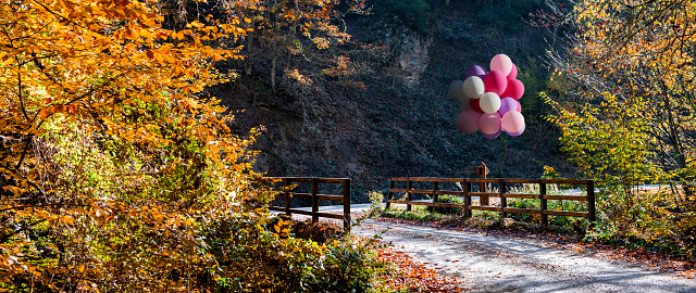 Colorful ballons in forest, between the trees. Yedigoller, Bolu-Turkey.