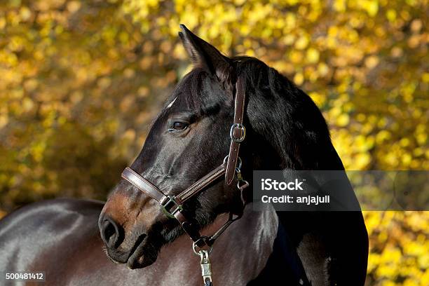 Brown Horse Portrait With Yellow Autumn Leaves In Background Stock Photo - Download Image Now