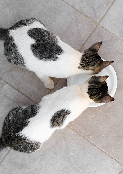 istock Cats drinking milk from bowl. View from above. 500481732