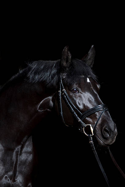 istock black horse on black background 500481938