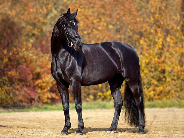 Photo of black horse portrait outside with colorful autumn leaves in background.
