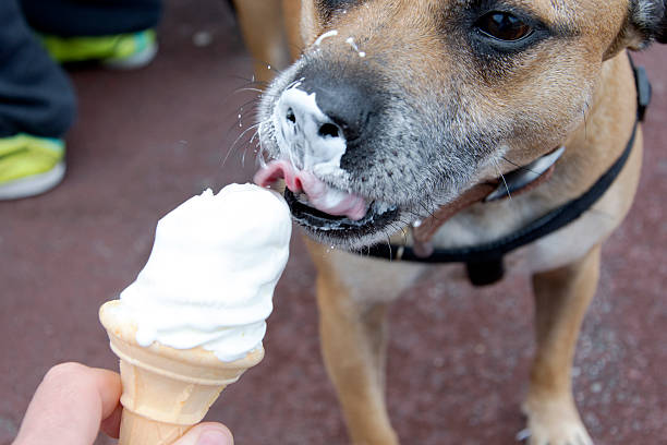 oscar dégustant une glace à la crème - dog eating pets licking photos et images de collection