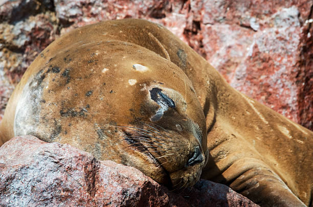istock Seal on Ballestas Islands, Paracas. Peru 500483804