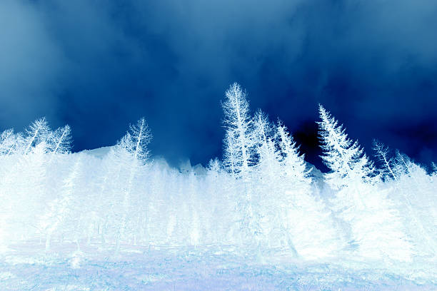 snowy trees with dramatic sky stock photo