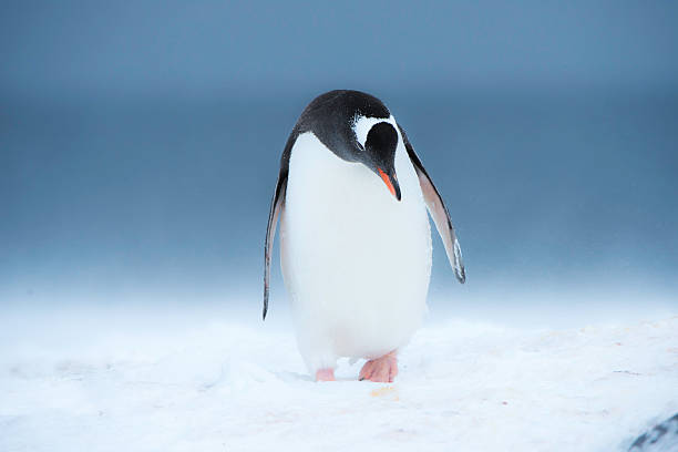 istock One gentoo penguin in blowing snow 500484762