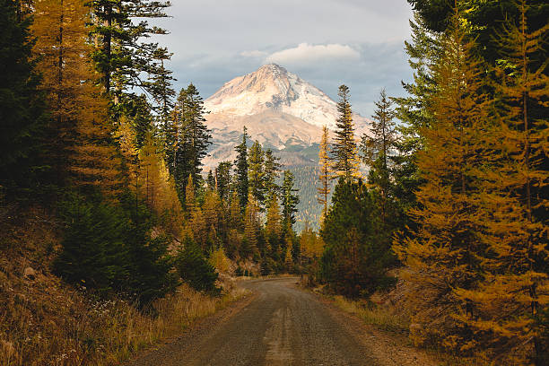 Mount Hood Framed with Nature Beautiful scene from the mount hood national forest. Mount Hood is Oregon's crown jewel of beauty located just 45 minutes east of Portland. This image is perfect for representing your Pacific NW brand. pacific northwest stock pictures, royalty-free photos & images