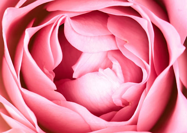 istock close-up of fresh rose flower 500486614