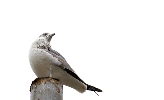 white bird on a gray rusty pole, looks back, turning his head