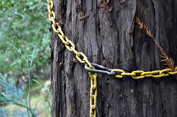 Redwood Tree with Chain stock photo
