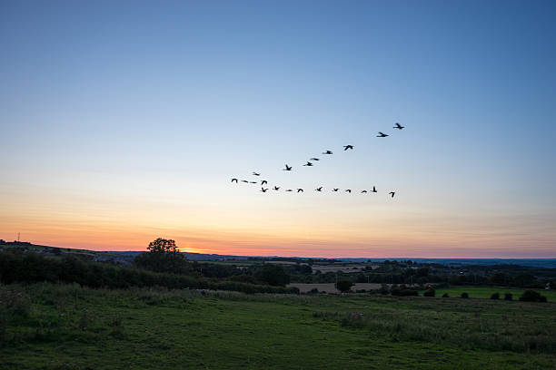 Bird Migration at Sunset Flock of migrating UK geese flying at sunset in a V formation. birds flying in v formation stock pictures, royalty-free photos & images
