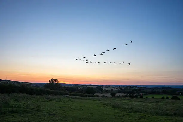 Photo of Bird Migration at Sunset