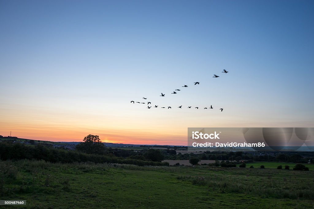 Aves migratórias no pôr-do-sol - Foto de stock de Pássaros voando em formação V royalty-free
