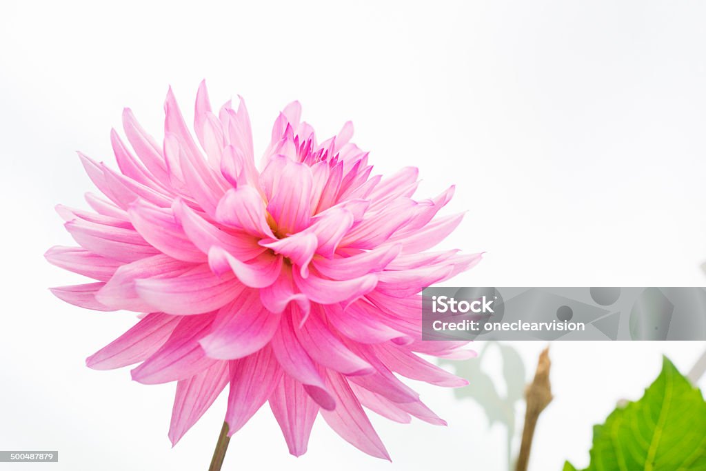 Pink Dahlia Close up of a pink dahlia flower. Beauty In Nature Stock Photo