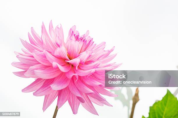 Pink Dahlia Stock Photo - Download Image Now - Beauty In Nature, Color Image, Cross Section