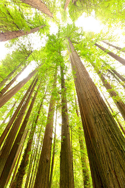 istock Redwood National Park 500487895