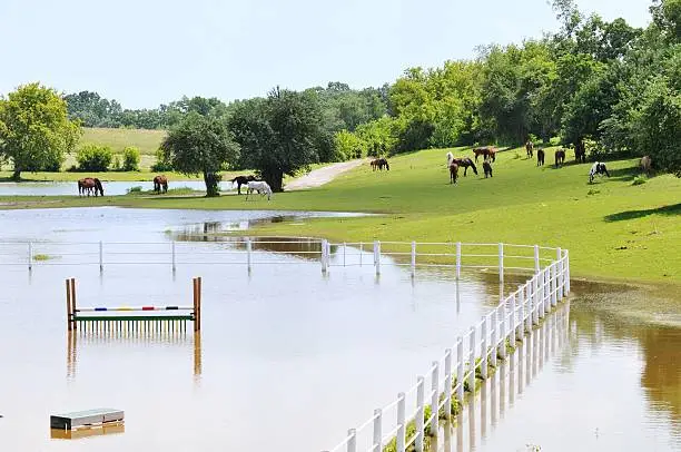 Photo of Flooded Pasture